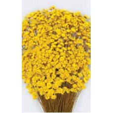 STAR FLOWERS Yellow 12" (BULK)-